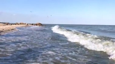 uçan martılar ile deniz sörfü