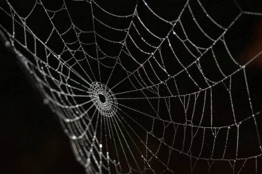 siyah arka plan üzerine SpiderWeb ipek ayrıntıları