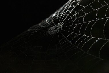 siyah arka plan üzerine SpiderWeb ipek ayrıntıları