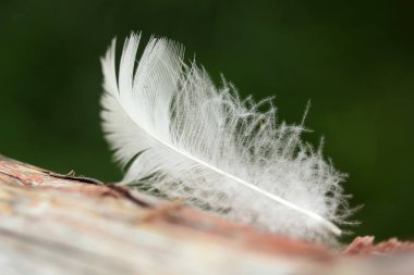 beyaz kuş tüyü arkaplan