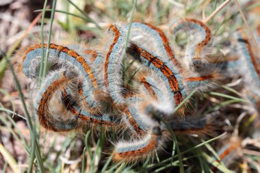 Caterpillar aile doğada