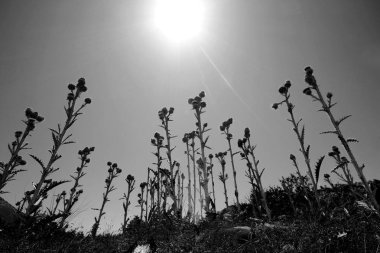 siyah beyaz devedikeni