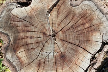 Ahşap doku yaş halkaları arka plan