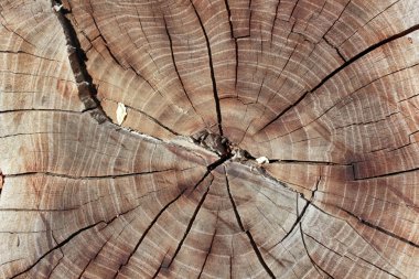 Ahşap doku yaş halkaları arka plan 