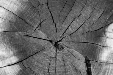 Ahşap doku yaş halkaları arka plan 