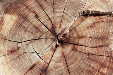 Ahşap doku yaş halkaları arka plan 