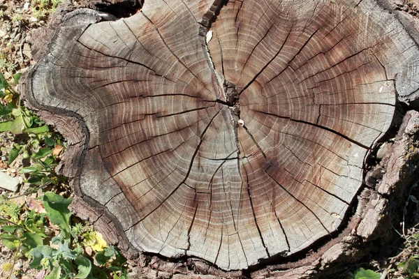 Ahşap doku yaş halkaları arka plan