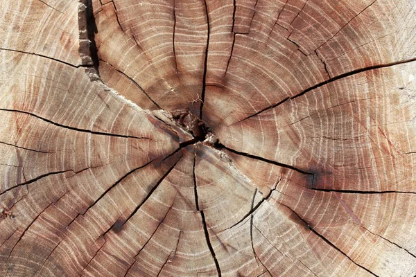 Textura Madera Años Edad Anillos Fondo —  Fotos de Stock