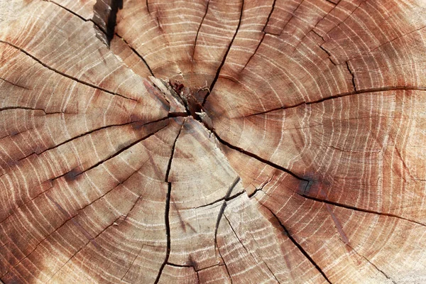 Textura Madera Años Edad Anillos Fondo —  Fotos de Stock