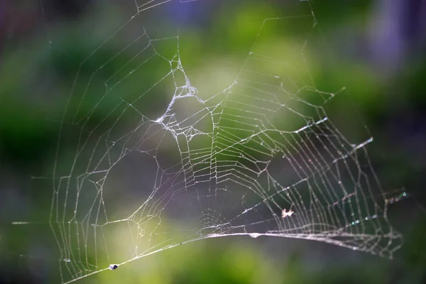 Absztrakt Spider Web Háttér — Stock Fotó