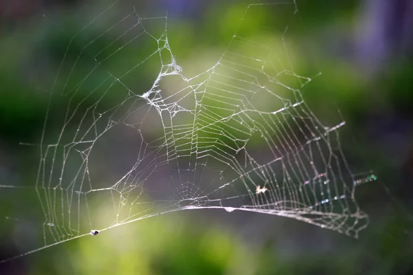 Absztrakt Spider Web Háttér — Stock Fotó