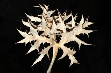 siyah arka plan üzerine kuru diken 