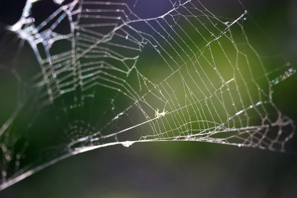 Soyut Örümcek Web Arka Plan — Stok fotoğraf
