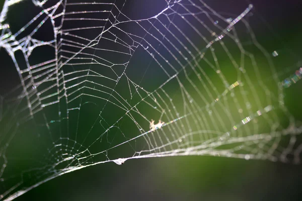 Absztrakt Spider Web Háttér — Stock Fotó