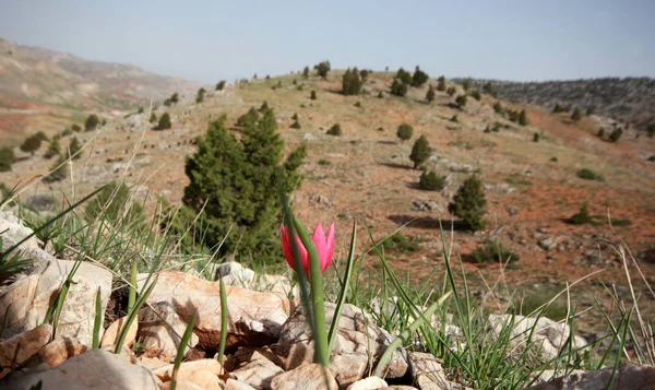 Wild Rode Berg Tulip — Stockfoto