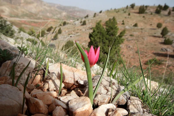 Wild Rode Berg Tulip — Stockfoto