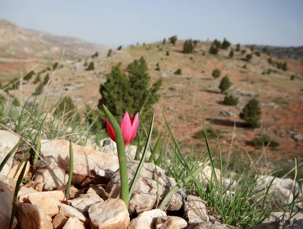 Wild Rode Berg Tulip — Stockfoto