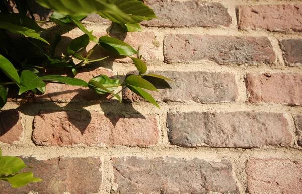 Arka plan - taş duvar - sarmaşık