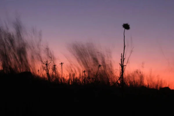 Thorns Plants Sunset — Stock Photo, Image