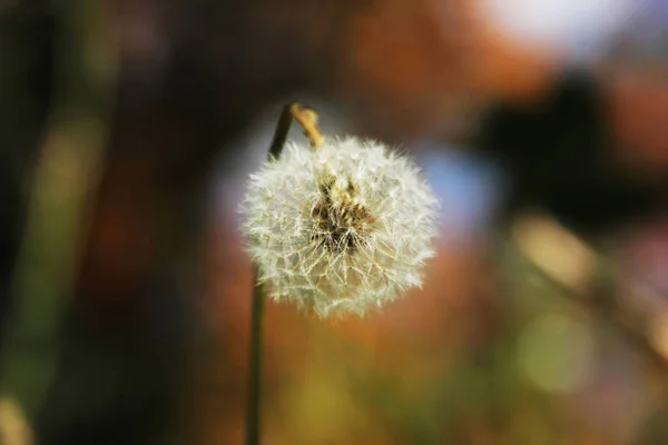 dandelion seeds colored background