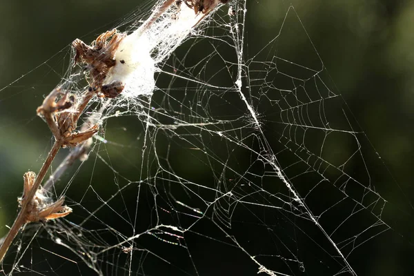 Abstrakta Spider Web Bakgrund — Stockfoto