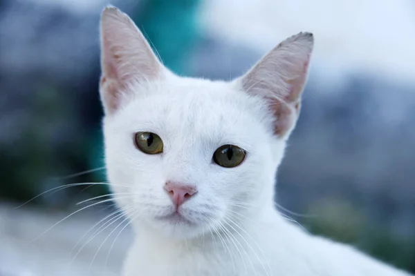 Gato Doméstico Branco Rua — Fotografia de Stock