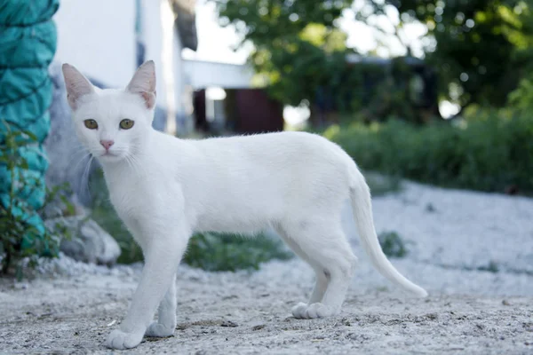 Gato Doméstico Branco Rua — Fotografia de Stock