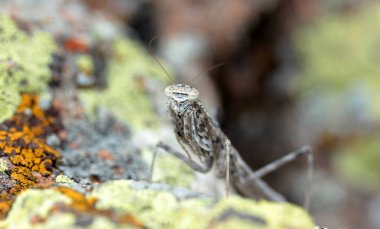 Bir kayanın üzerine kamufle çekirge