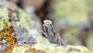 Bir kayanın üzerine kamufle çekirge