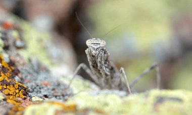 Bir kayanın üzerine kamufle çekirge