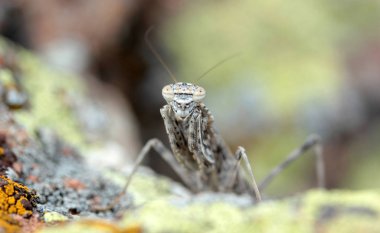 Bir kayanın üzerine kamufle çekirge
