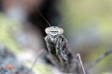 Bir kayanın üzerine kamufle çekirge