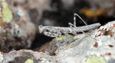 Bir kayanın üzerine kamufle çekirge