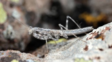 Bir kayanın üzerine kamufle çekirge