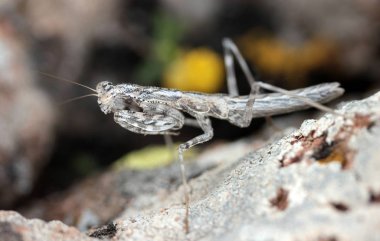 Bir kayanın üzerine kamufle çekirge