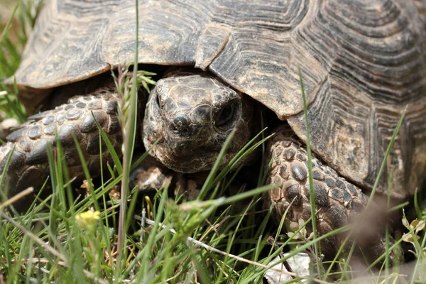 Tortoise Green Grass — Stock Photo, Image