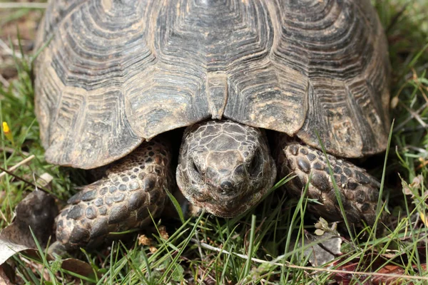 Tortoise Green Grass — Stock Photo, Image