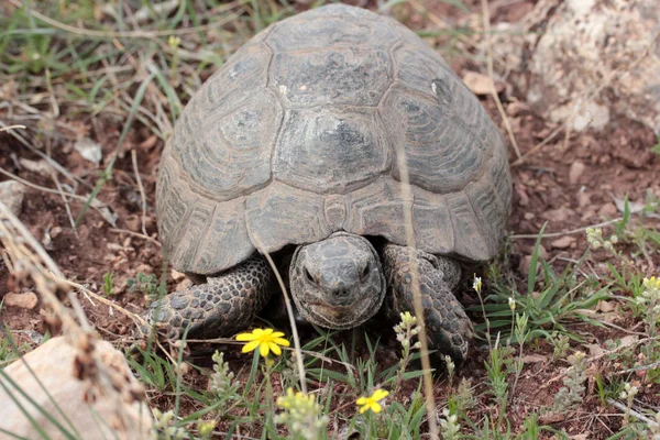 Tortoise Green Grass — Stock Photo, Image