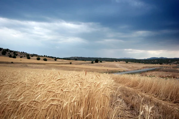 Dramatic Sky Wheat — Stock Photo, Image