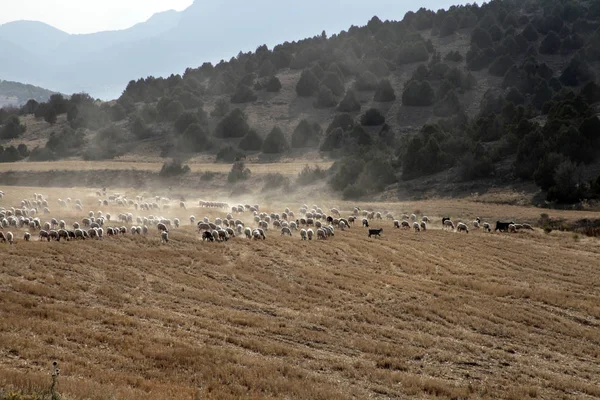Koyunlar tarlada otluyor.
