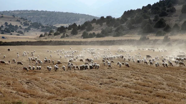 Koyunlar tarlada otluyor.