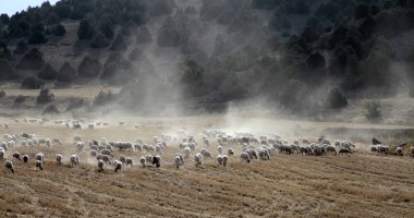 Koyunlar tarlada otluyor.