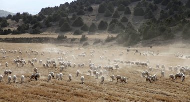 Koyunlar tarlada otluyor.