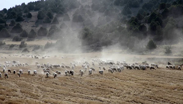 Schapen Die Grazen Het Veld — Stockfoto