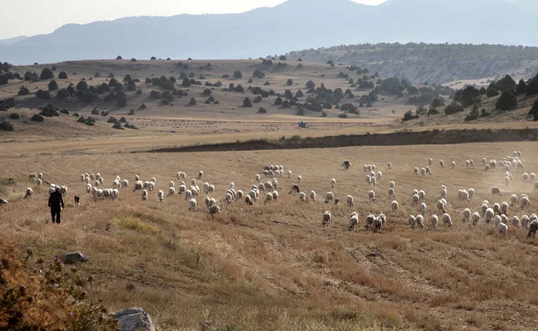 Sheep Grazing Field — Stock Photo, Image