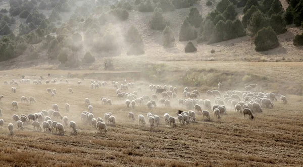 Pastoreio Ovinos Campo — Fotografia de Stock