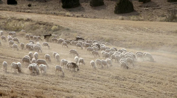 Koyunlar Tarlada Otluyor — Stok fotoğraf