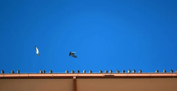 Çatıdaki Güvercinler — Stok fotoğraf