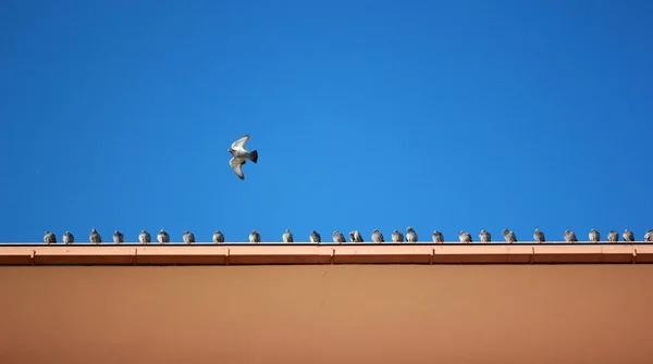 Pigeons Sur Toit — Photo