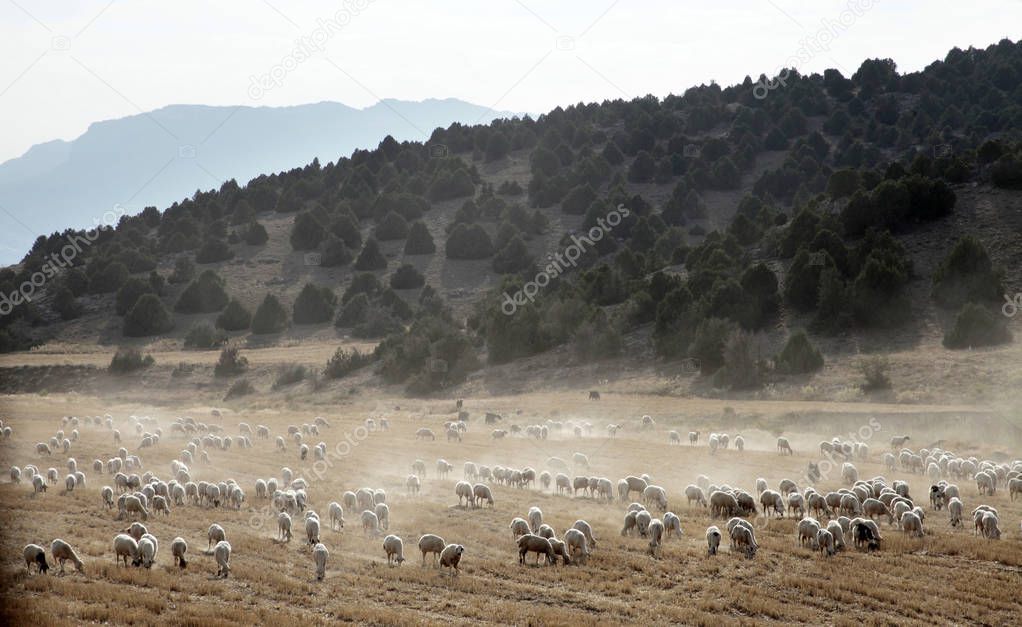 sheep grazing on the field